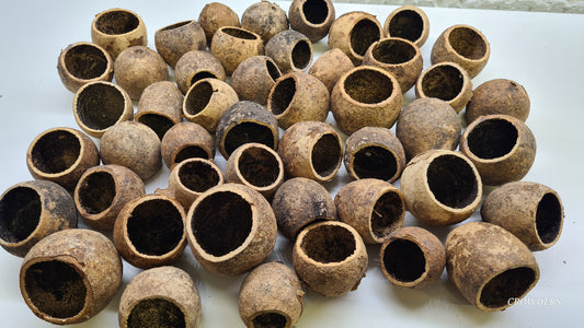 WOODAPPLE POD (Limonia acidissima)