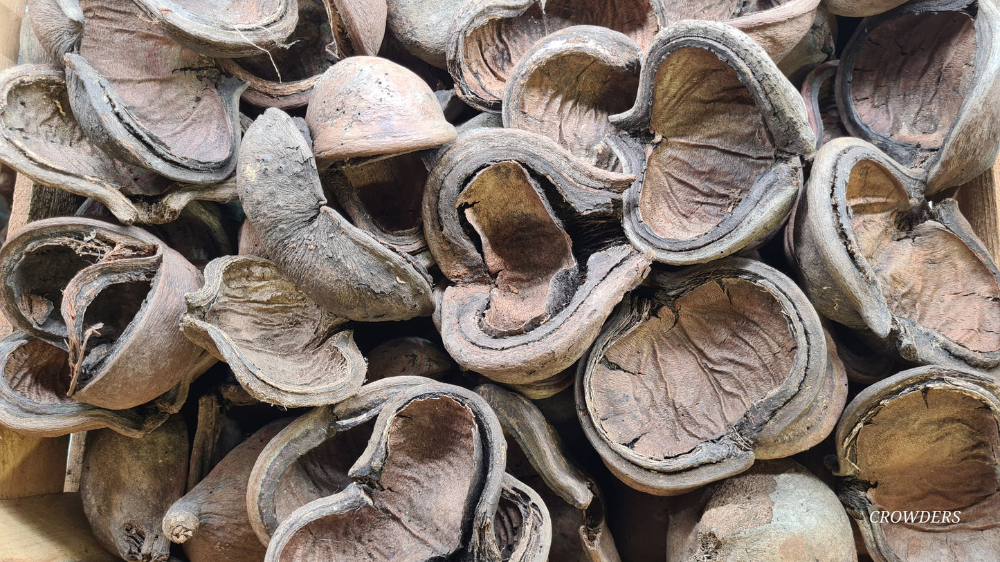 THELAMBU POD
(Sterculia Pods )