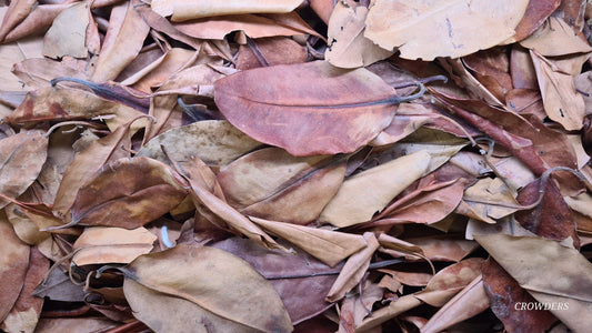 MANGROVE LEAVES ( Rhizophora mangle )