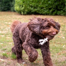 Tough Coffee Grounds Ropey Rugby Tugger