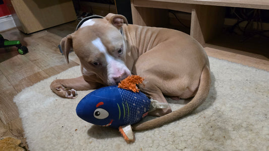 KONG - Reefz Shark small