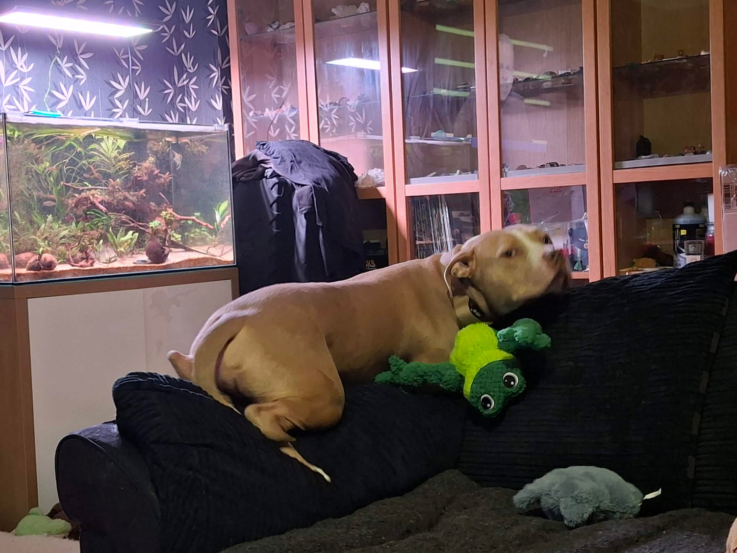 KONG Knots Frog