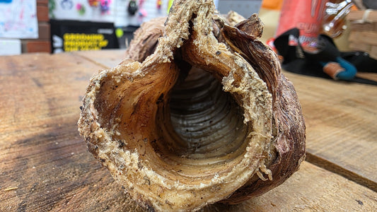 BUFFALO TRACHEA WRAPPED IN LUNG