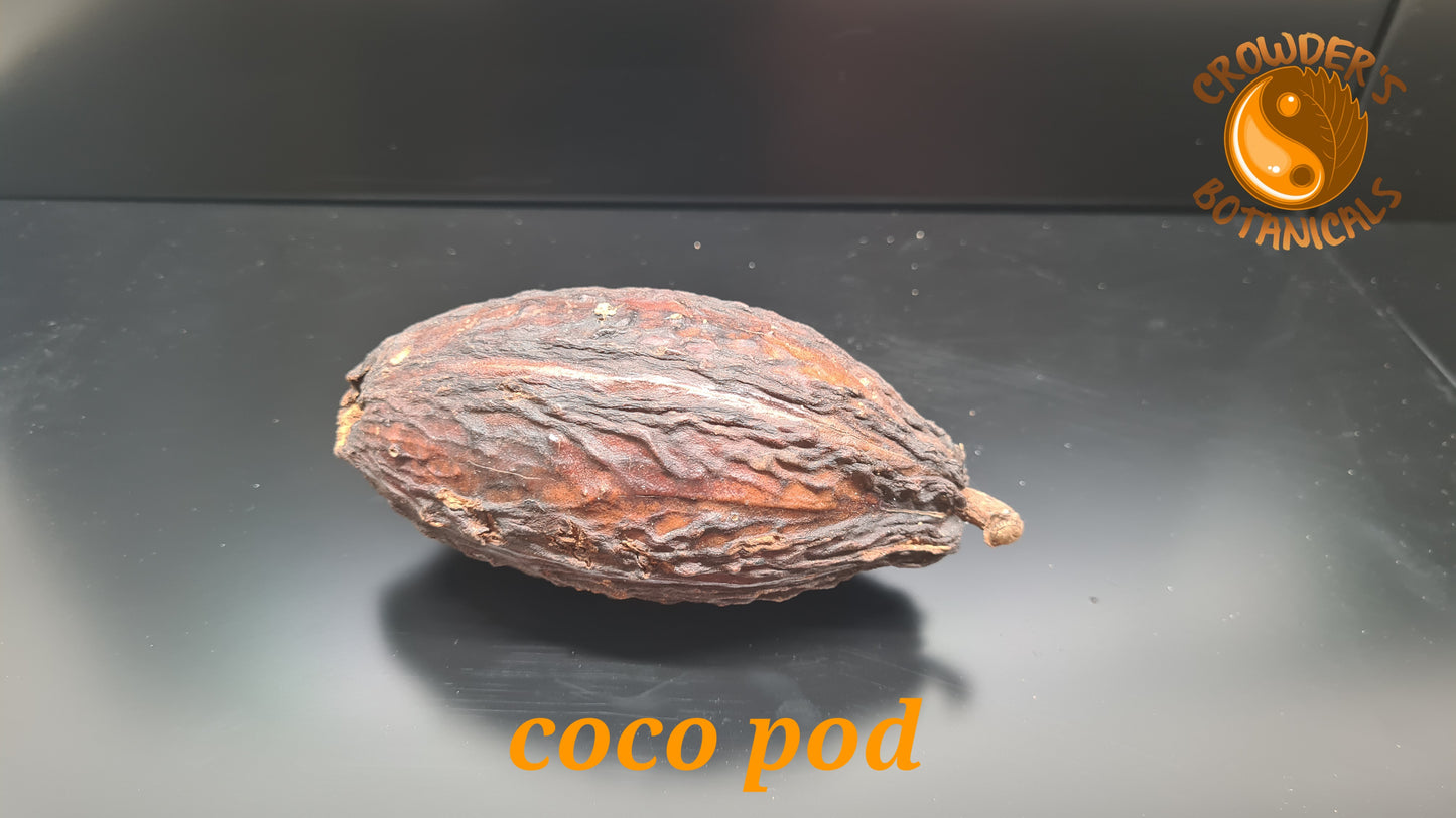COCO POD      ( Theobroma cacao )