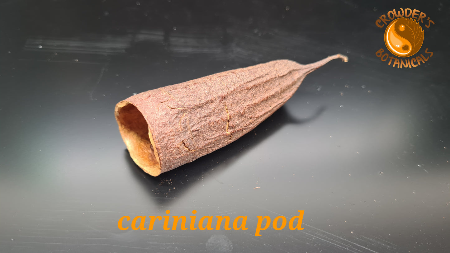 CARINIANA PODS ( Jequitiba-branco )