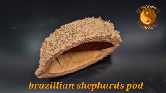 BRAZILLIAN SHEPHARDS (URCHIN PODS ) Zeyheria digitalis
