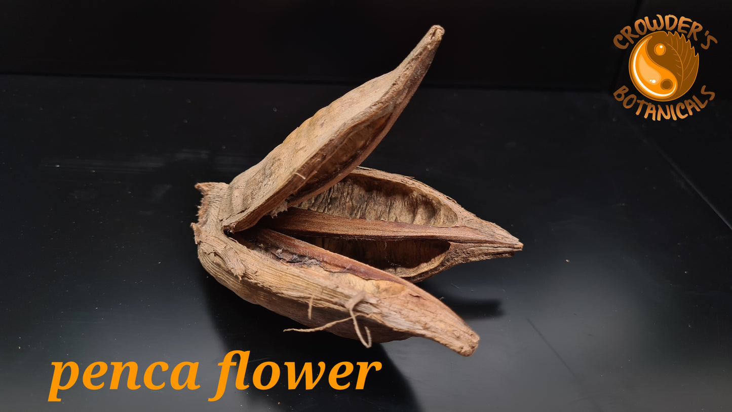 Penca Sororoca Pods ( Strelitzia nicolai )