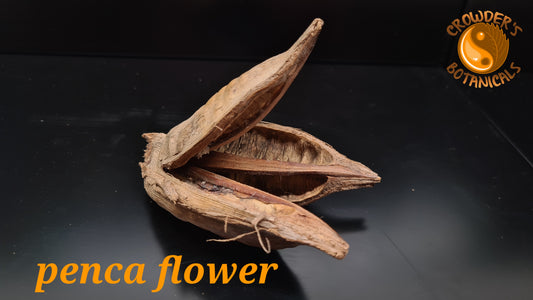 Penca Sororoca Pods ( Strelitzia nicolai )
