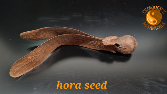 HORA SEED  (Dipterocarpus zeylanicus)