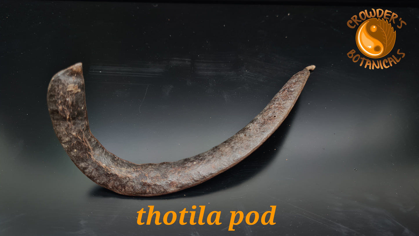 THOTILA PODS   ( Oroxylum indicum )