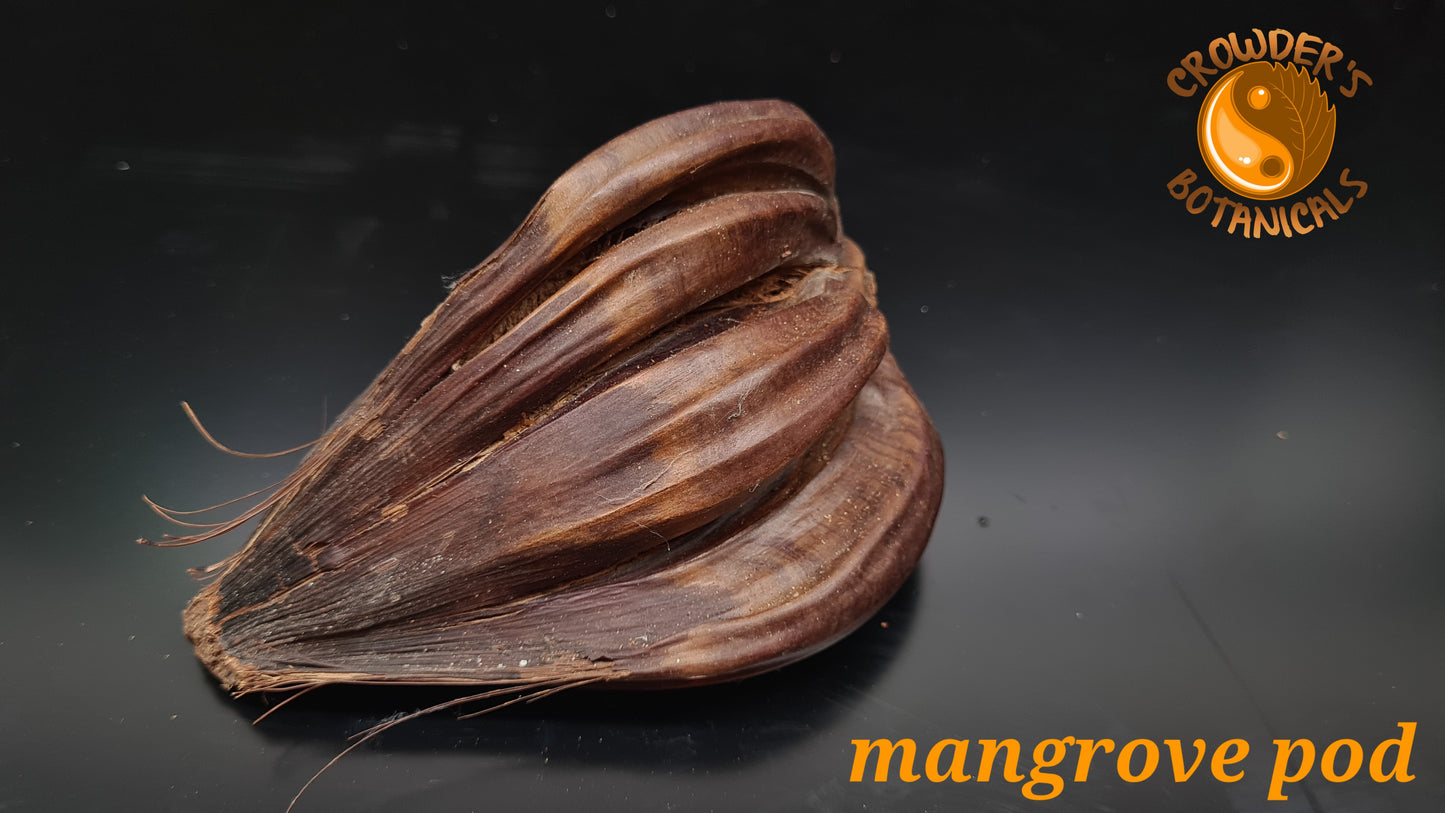 MANGROVE PODS     ( Nypa fruticans )