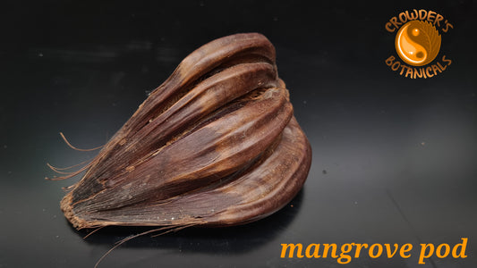 MANGROVE PODS     ( Nypa fruticans )