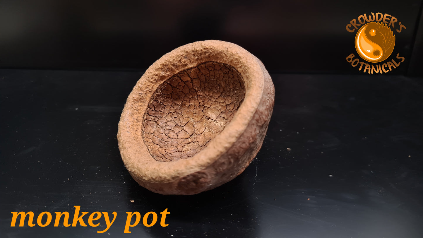 MONKEY POT.      ( Lecythis pisonis )