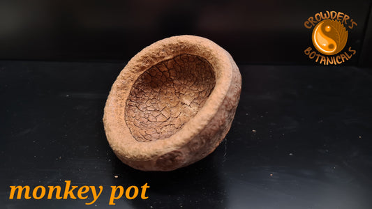 MONKEY POT.      ( Lecythis pisonis )