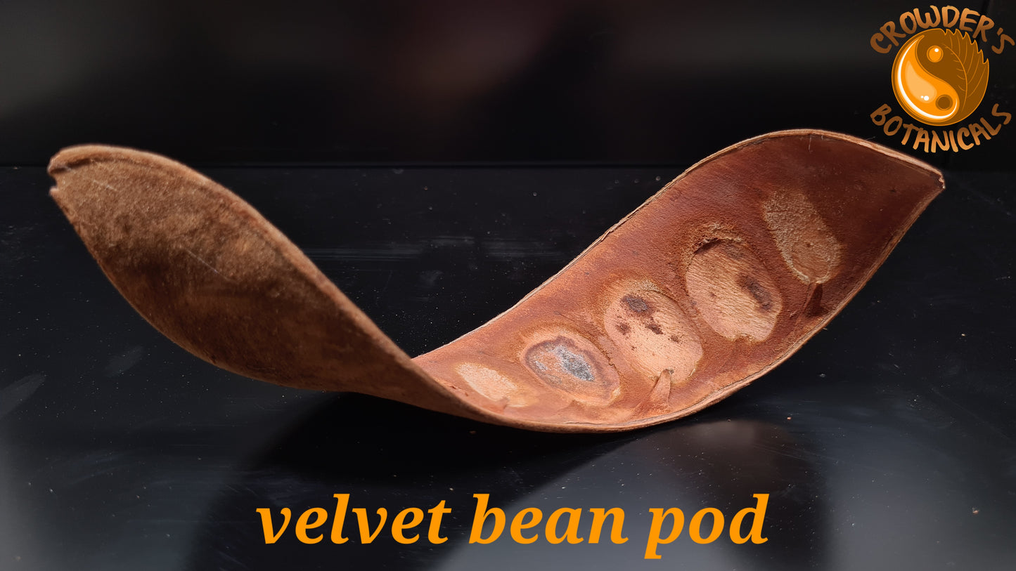 VELVET BEAN POD  (Mucuna pruriens)