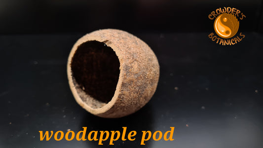 WOODAPPLE POD  (Limonia acidissima)