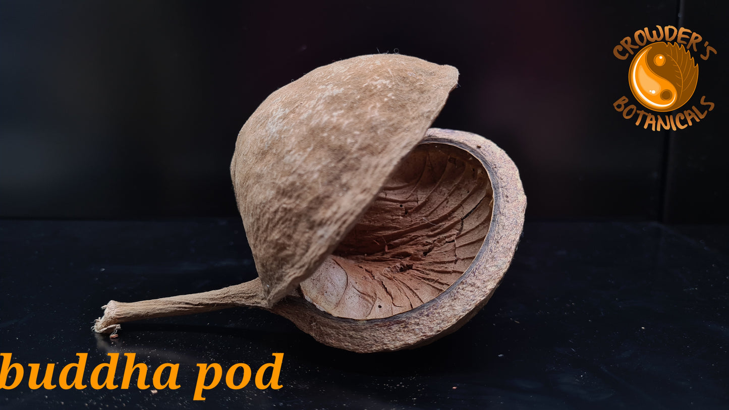 BUDDHA POD     ( Pterygota alata )