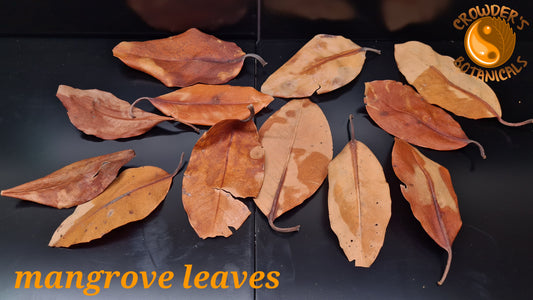 MANGROVE LEAVES ( Rhizophora mangle )