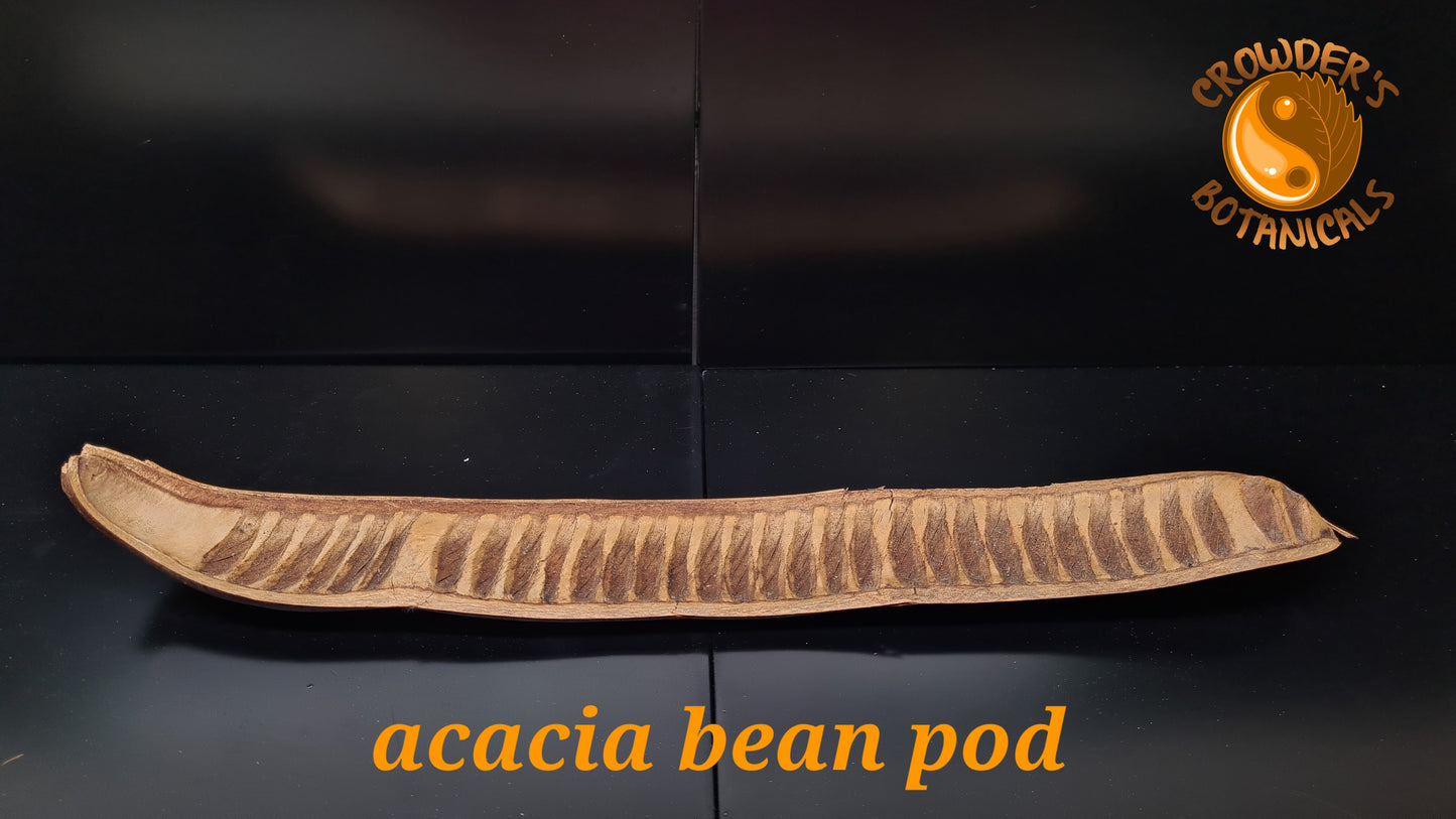 ACACIA BEAN PODS ( Delonix pod )