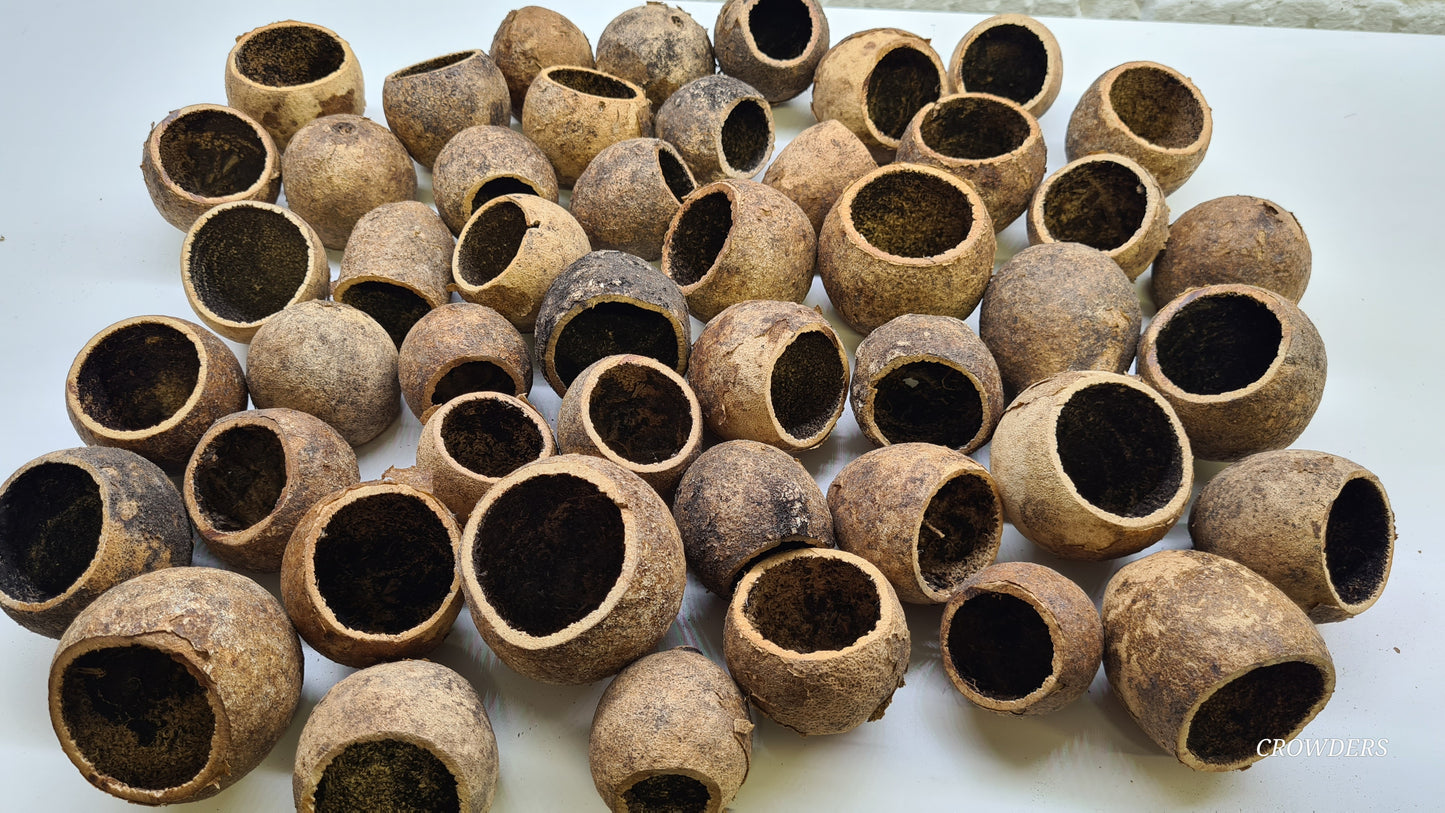 WOODAPPLE POD  (Limonia acidissima)