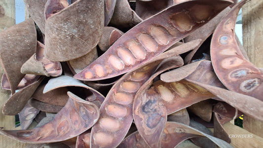 VELVET BEAN POD  (Mucuna pruriens)