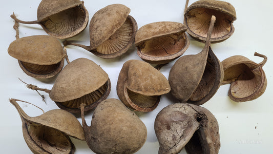 BUDDHA POD     ( Pterygota alata )