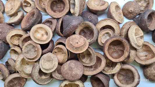 MONKEY POT.      ( Lecythis pisonis )