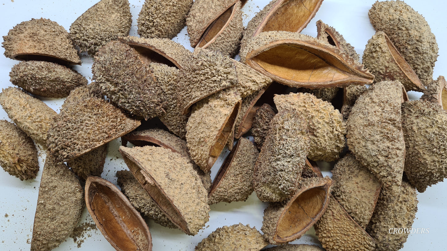 BRAZILLIAN SHEPHARDS (URCHIN PODS ) Zeyheria digitalis