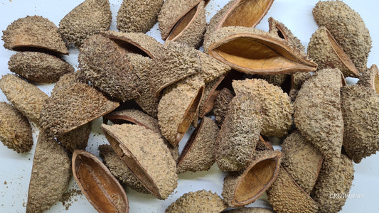 BRAZILLIAN SHEPHARDS (URCHIN PODS ) Zeyheria digitalis