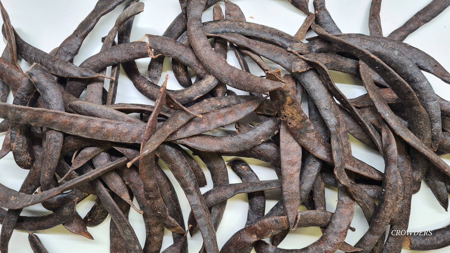 THOTILA PODS   ( Oroxylum indicum )
