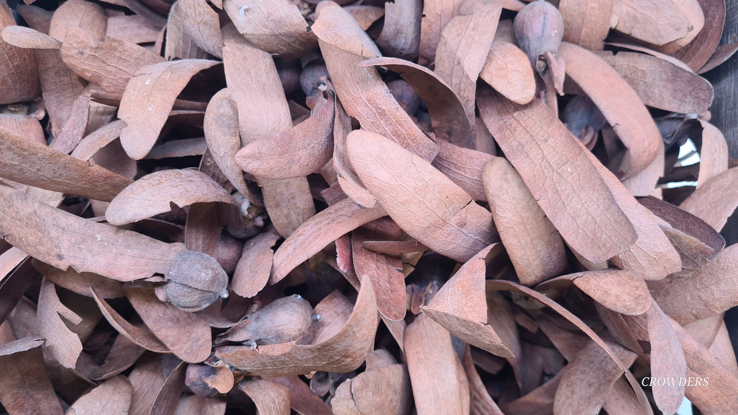 HORA SEED  (Dipterocarpus zeylanicus)