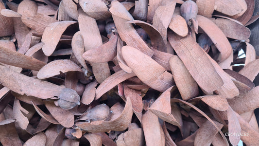 HORA SEED  (Dipterocarpus zeylanicus)