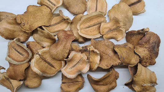 FROG MOUTH   ( Jacaranda Pod )