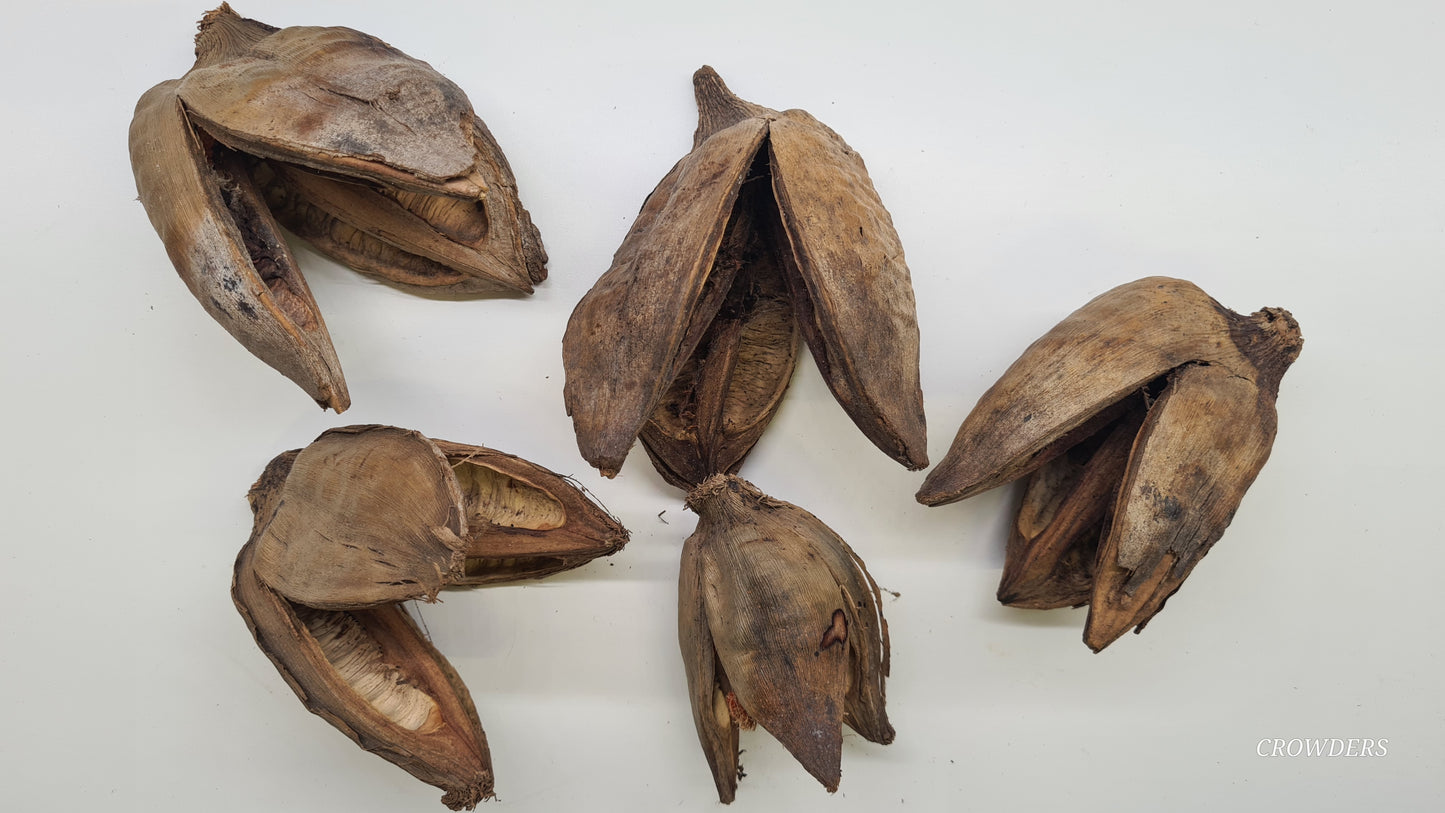 Penca Sororoca Pods ( Strelitzia nicolai )