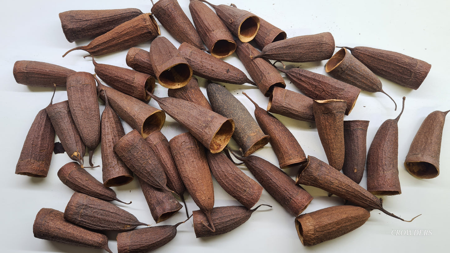 CARINIANA PODS ( Jequitiba-branco )