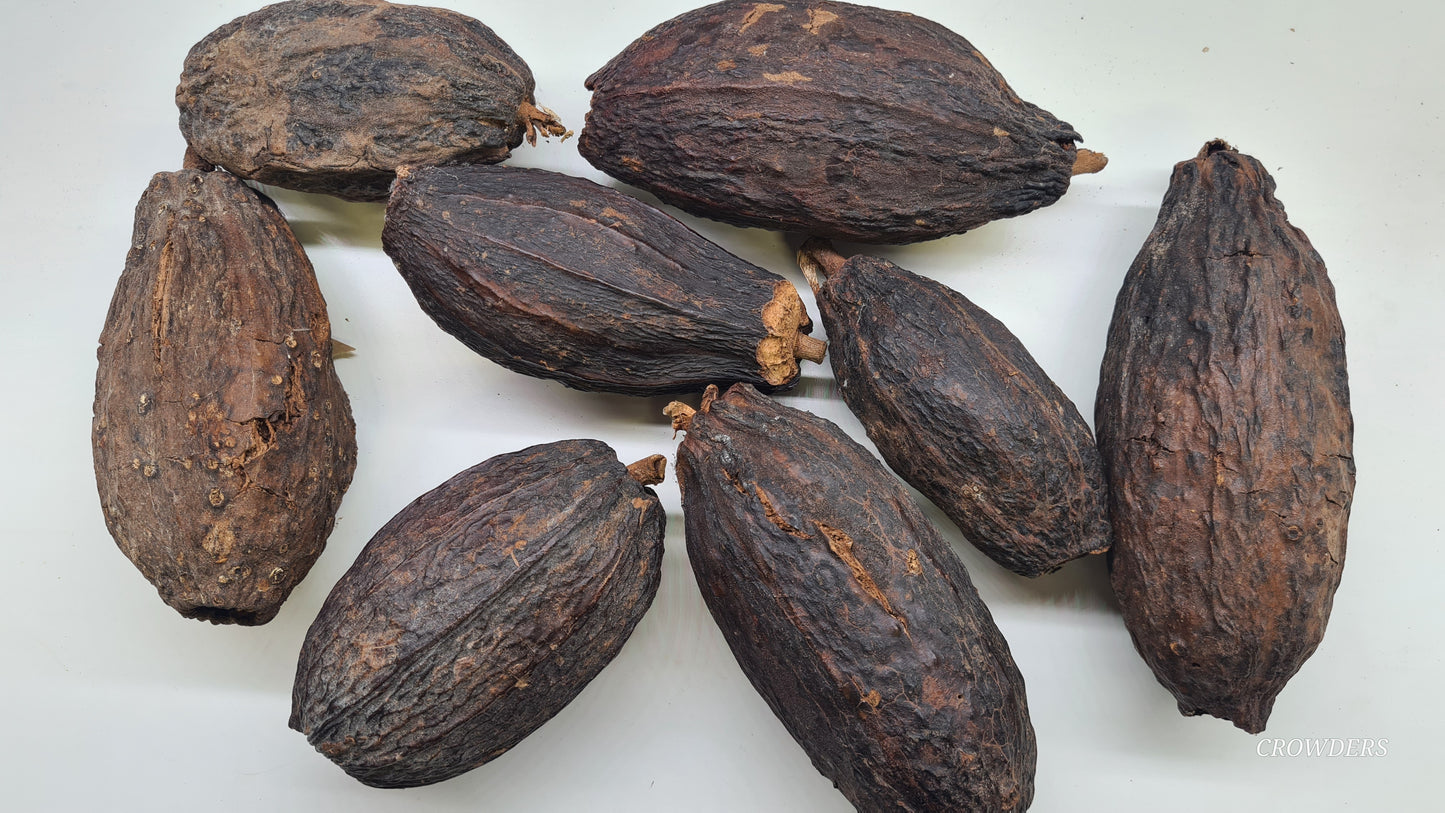 COCO POD      ( Theobroma cacao )