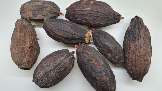 COCO POD      ( Theobroma cacao )
