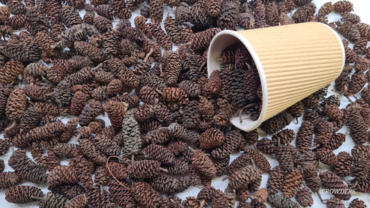 BLACK ALDER CONES 70g ( Alnus glutinosa )