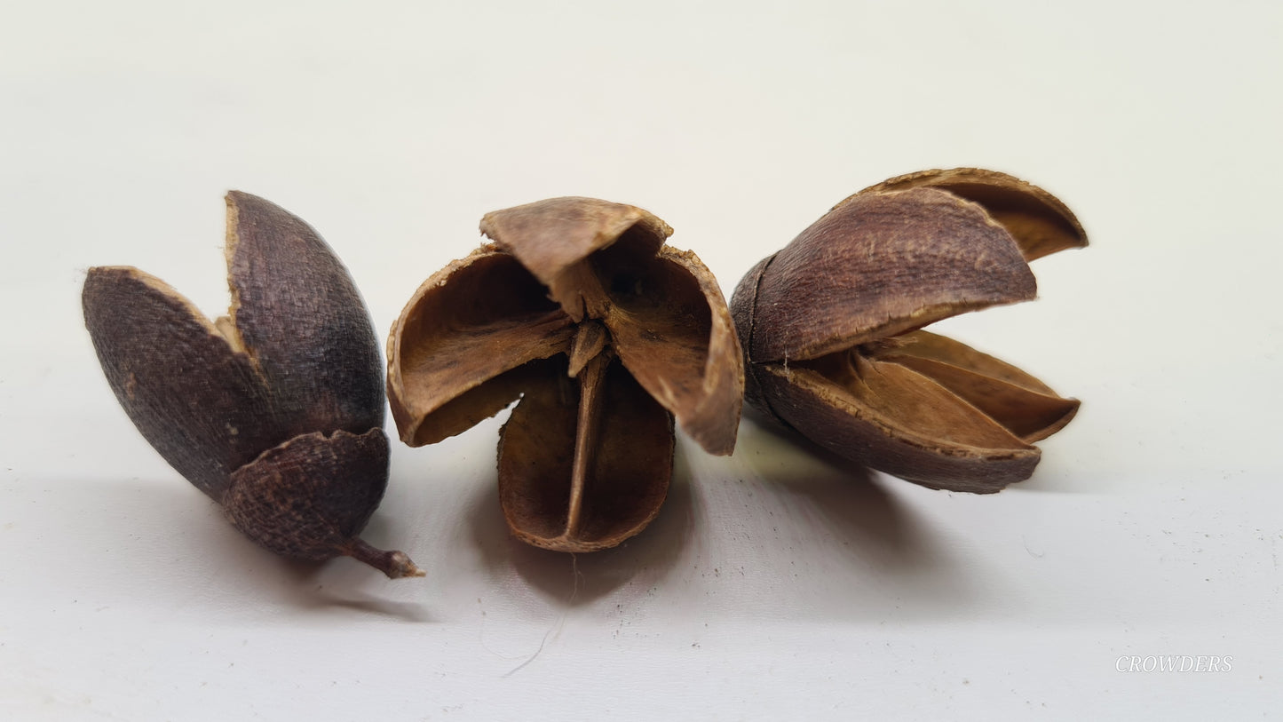 WALLACHI POD (Lagerstroemia parviflora)