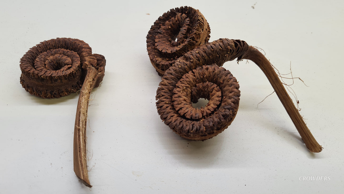 PALM RING          ( Borassus flabellifer )