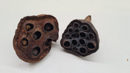 LOTUS PODS SMALL ( Nelumbo nucifera )