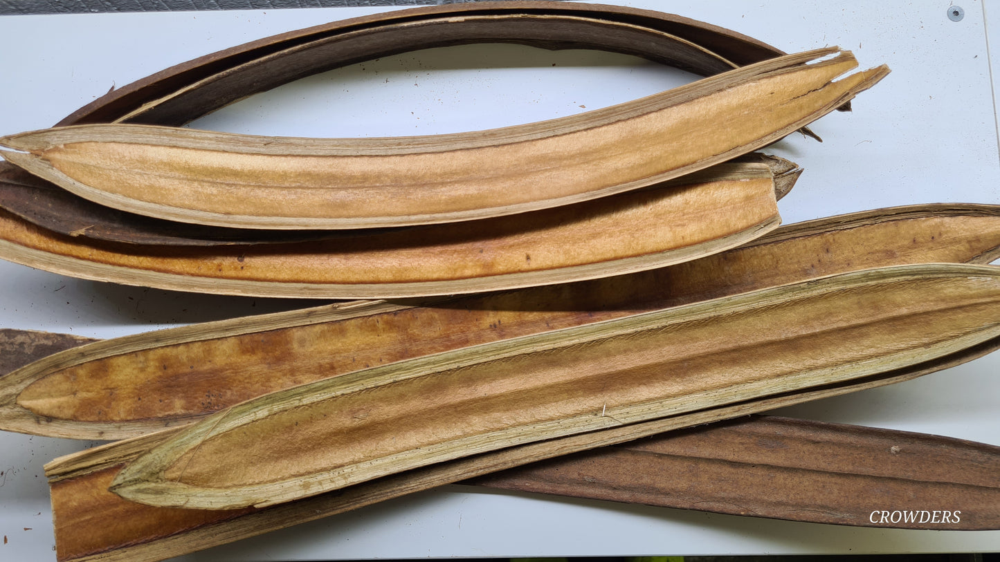 SONA BOAT        ( Oroxylum indicum seed pods )