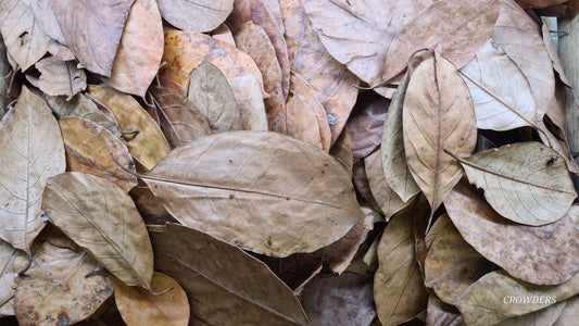JACK LEAVES    (Artocarpus heterophyllus)