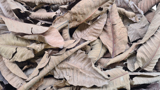 BLACK GUAVA LEAVES ( Psidium guajava )