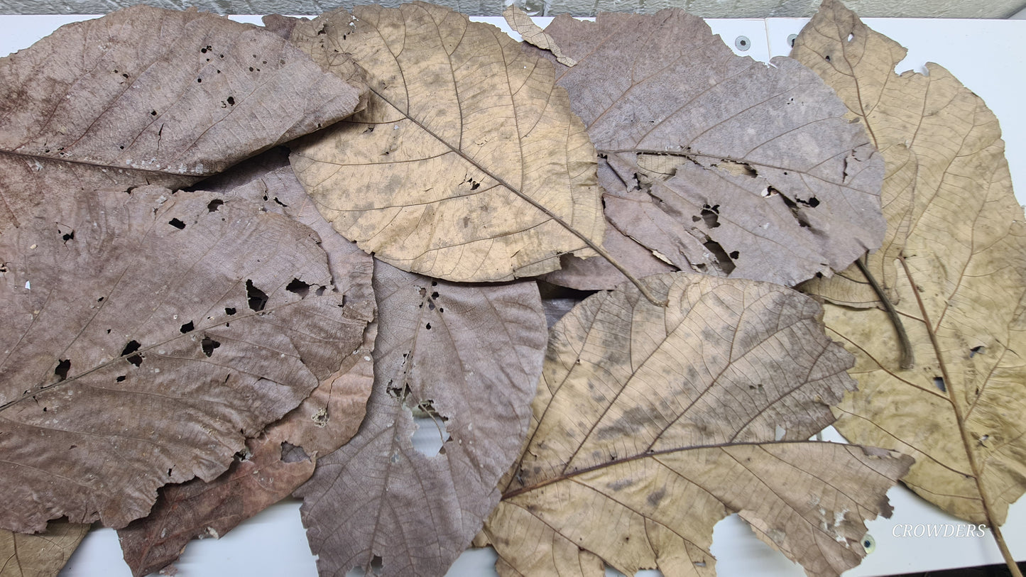 TEAK LEAVES        ( Tectona grandis )