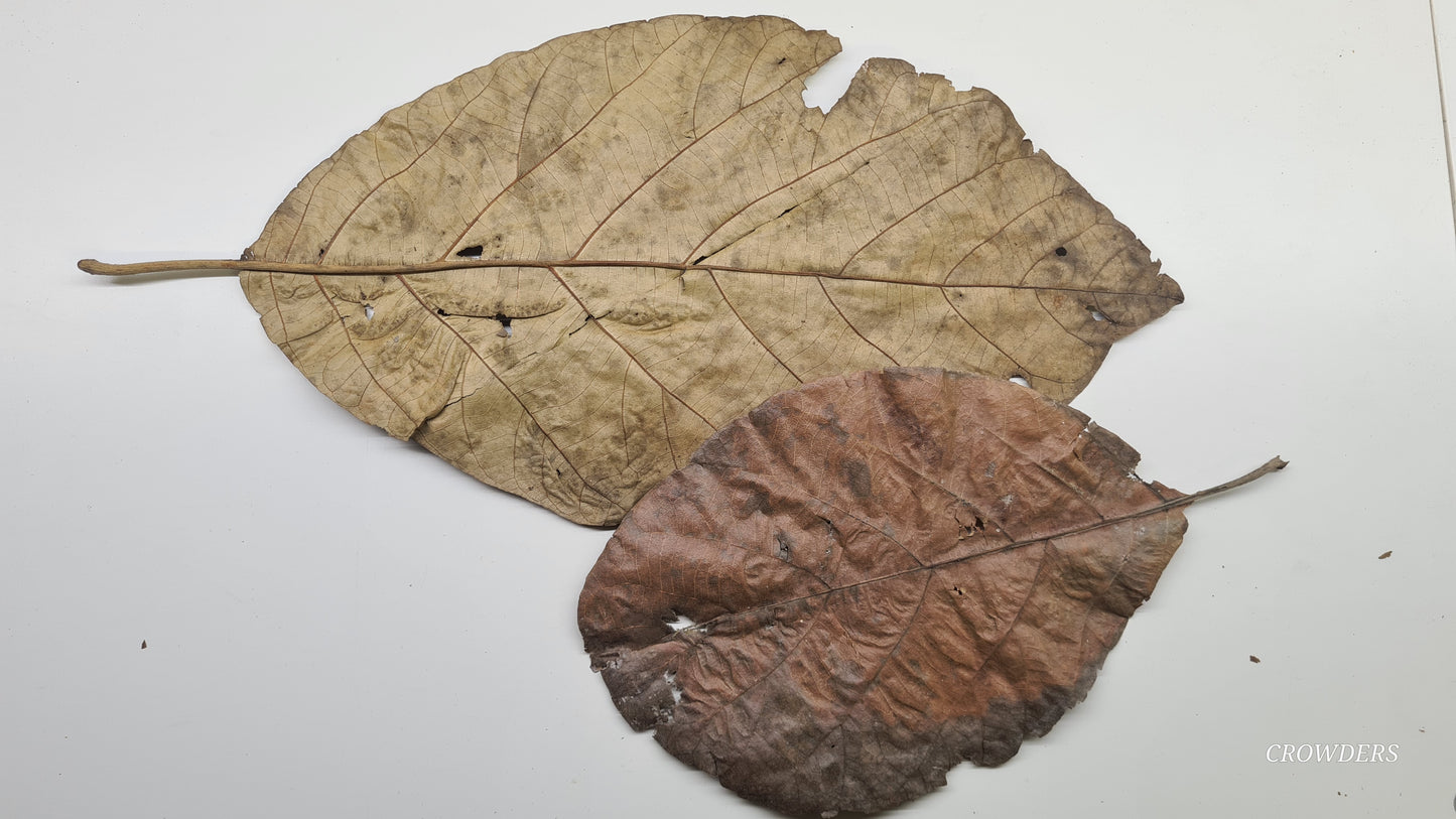 TEAK LEAVES        ( Tectona grandis )