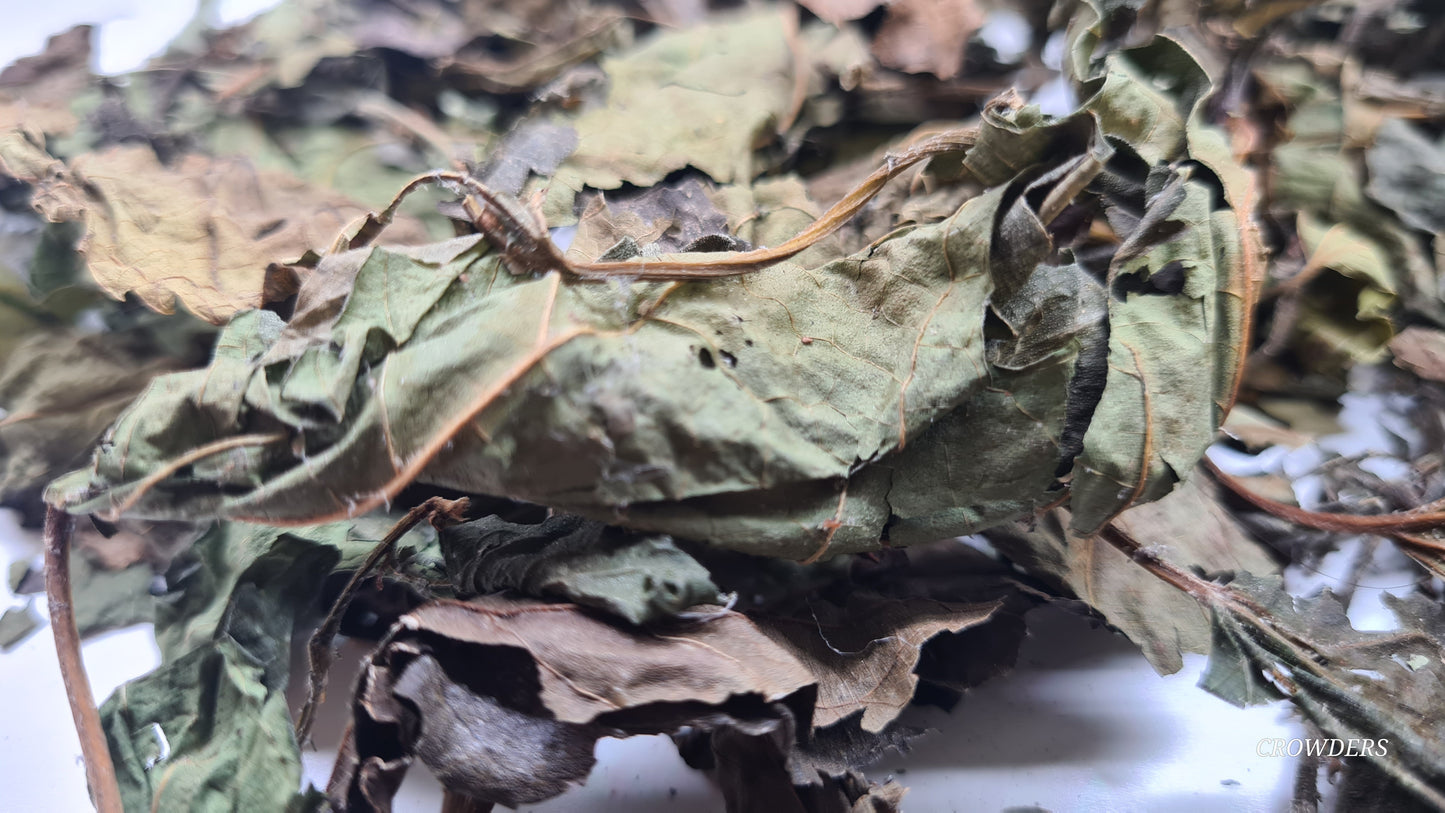 MULBERRY LEAVES ( Morus alba ) 20G BAG