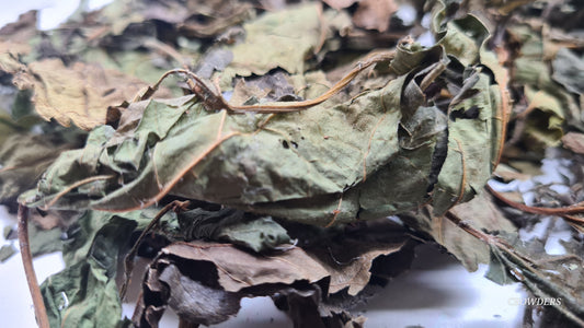 MULBERRY LEAVES ( Morus alba ) 20G BAG
