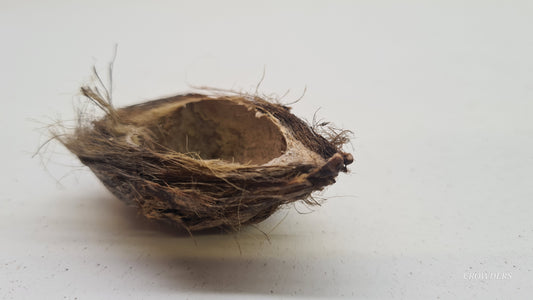 ARICANUT PODS/BETEL NUT POD                    (Areca pericarp )
