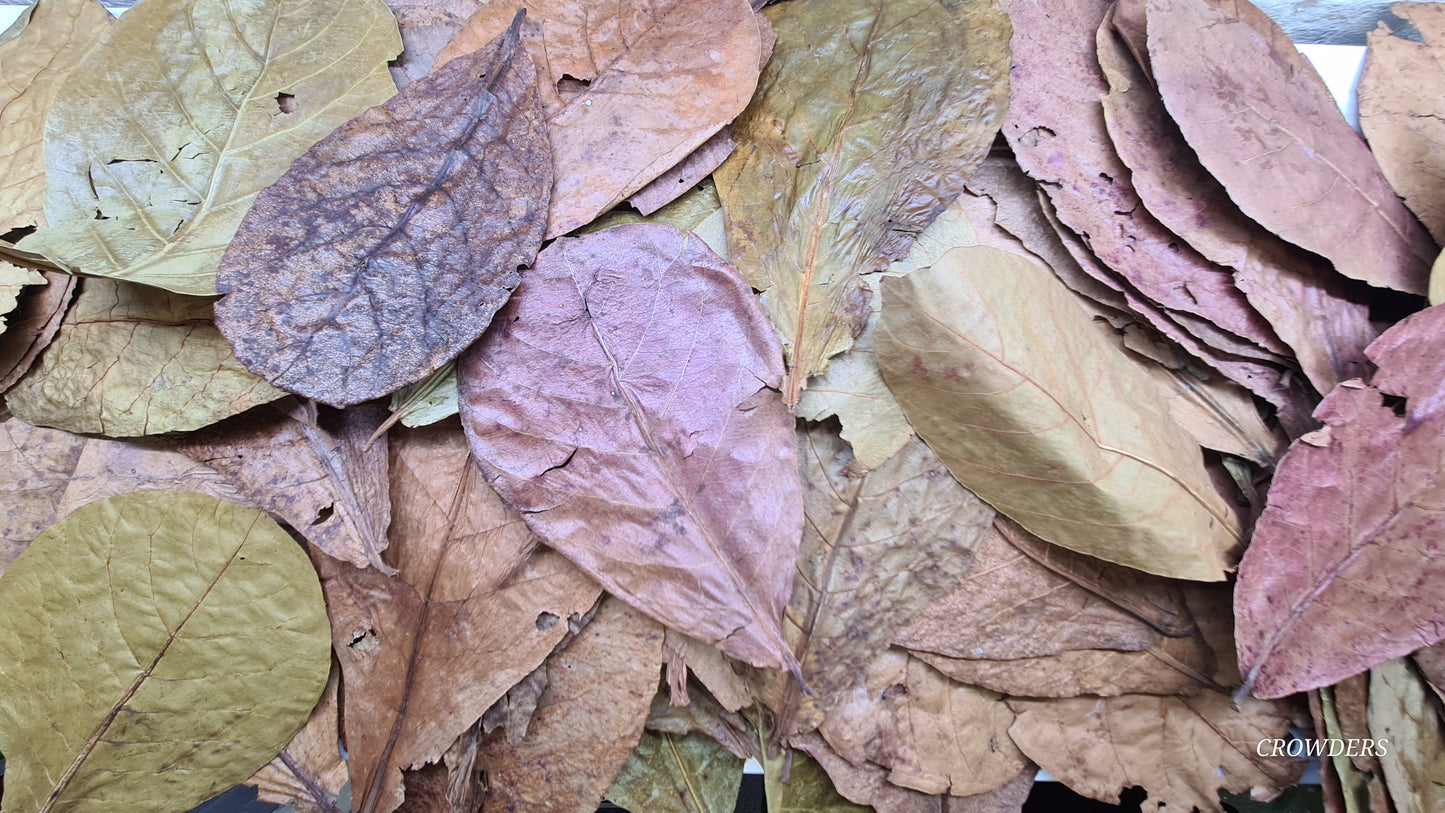 CATAPPA LEAVES  ( Terminalia catappa )